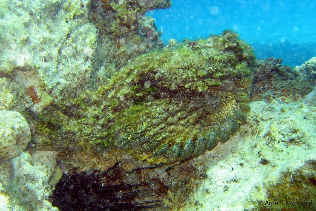 mai2005 Marsa Abu Galawa(5).JPG - Stonefish